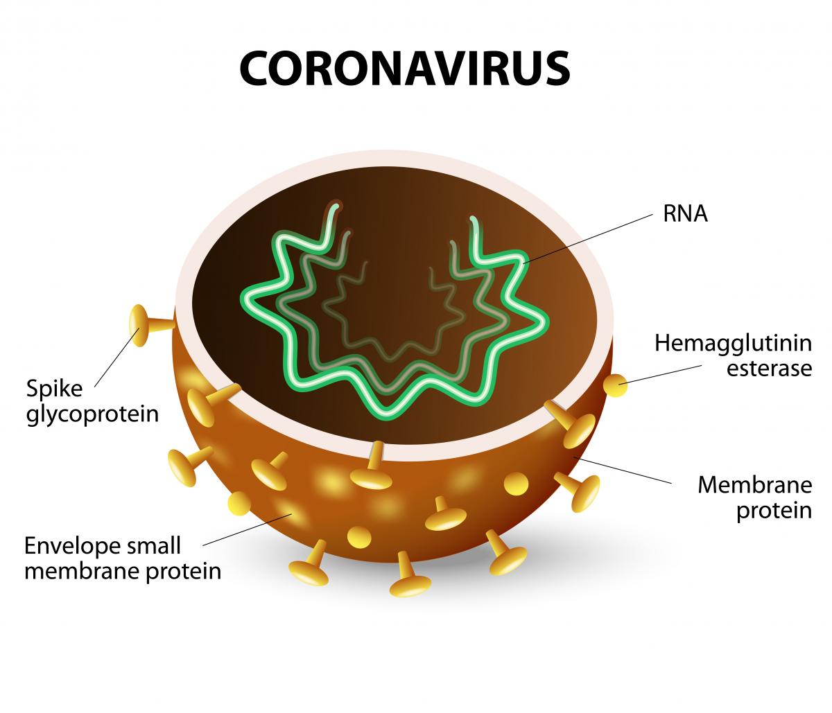 Korona virus u Hrvatskoj. Coronavirus SARS-CoV-2 uzrokuje COVID-19
