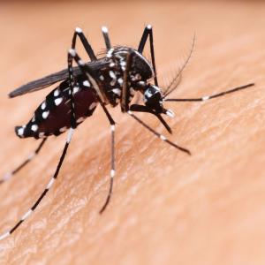 Bolesti koje prenose komarci
