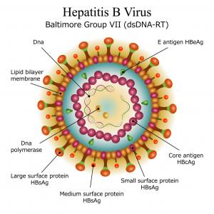 Hepatitis B 