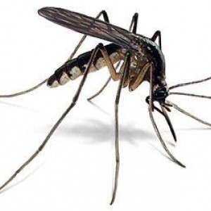 Virus Zapadnog Nila (engl. West Nile Virus)