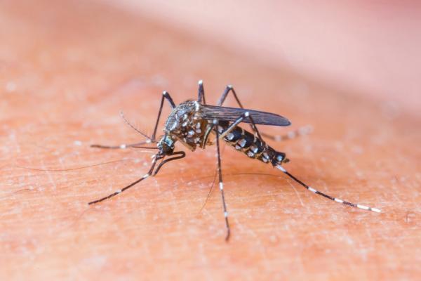 Dolazi nam ljeto, a s njime i tigrasti komarci | Prevencija zaraznih  bolesti | ZZJZDNZ.HR